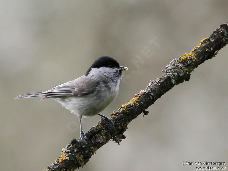 Marsh Tit