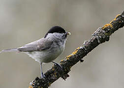 Marsh Tit