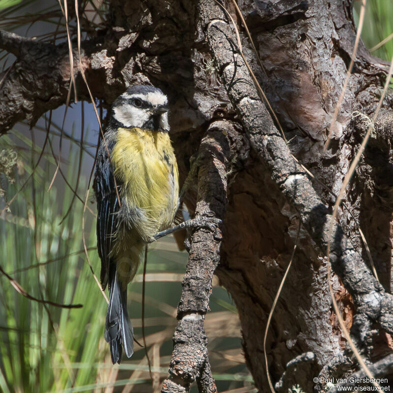 African Blue Titadult