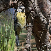 African Blue Tit