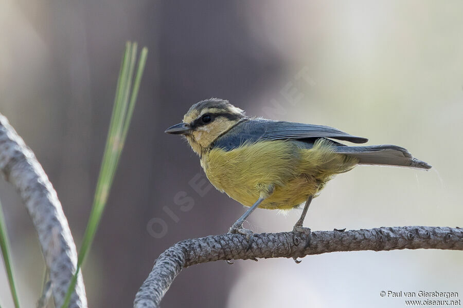 African Blue Titadult