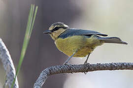 African Blue Tit