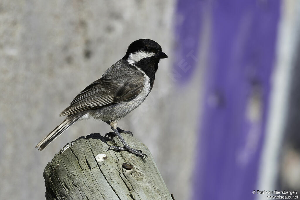 Mésange petit-deuiladulte