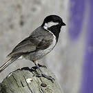 Mésange petit-deuil