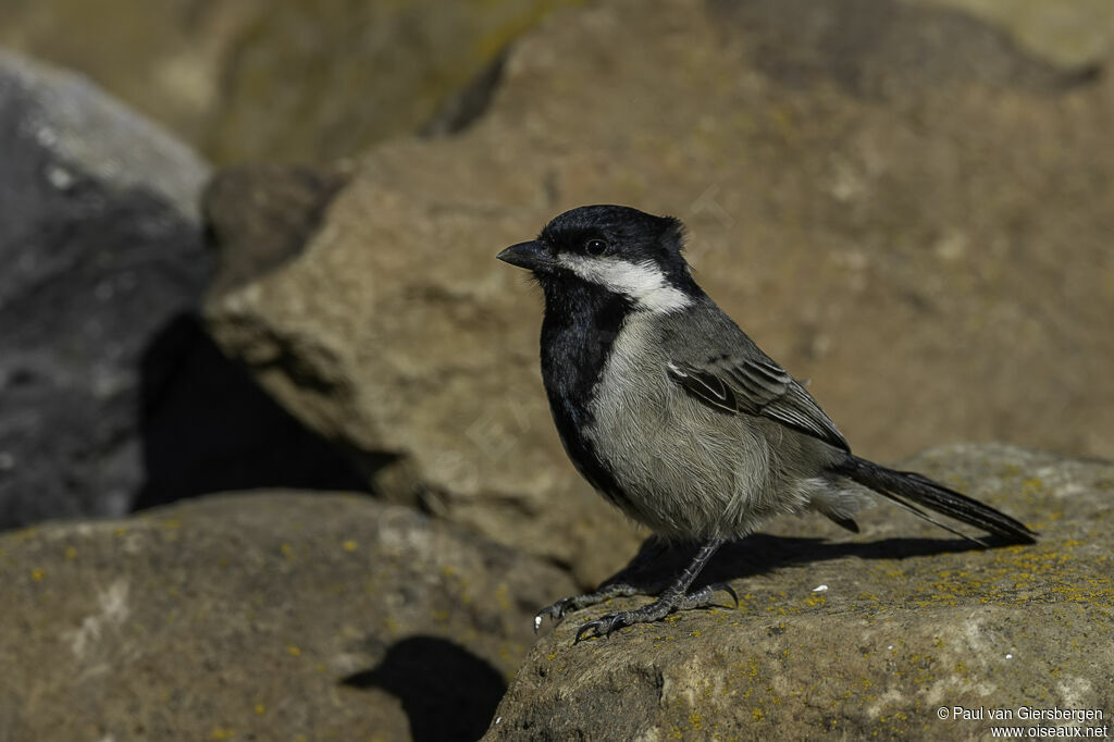 Mésange petit-deuiladulte