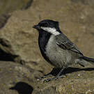 Mésange petit-deuil