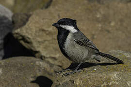 Grey Tit