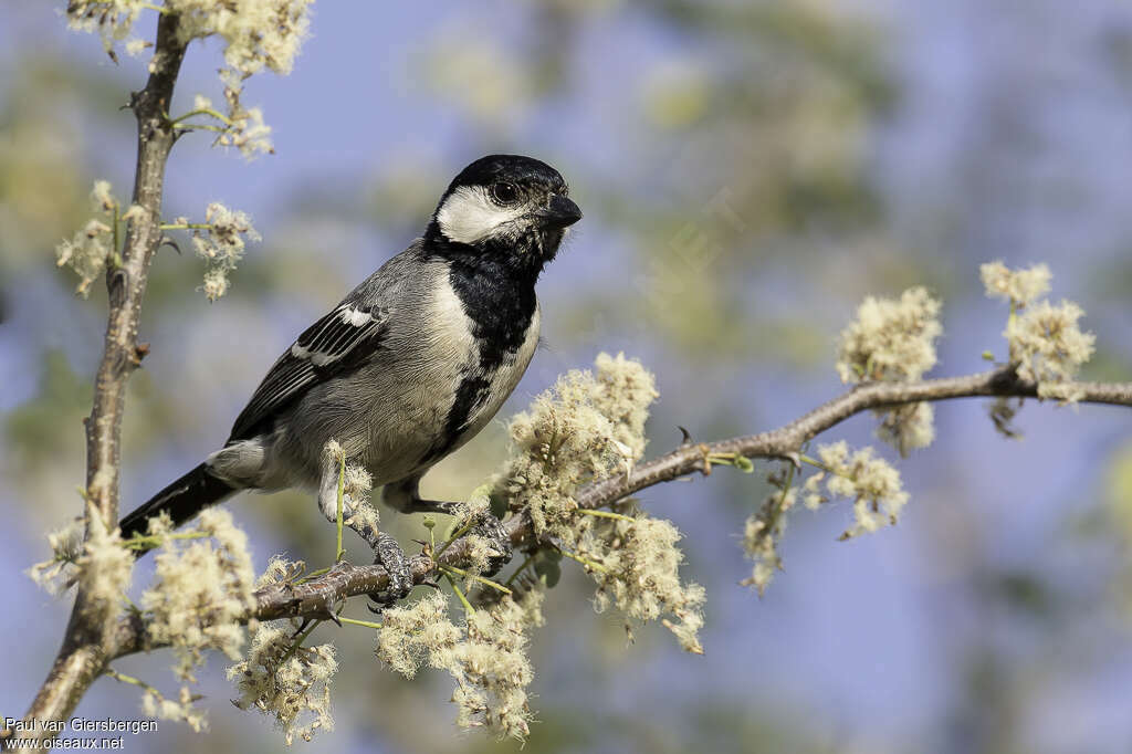 Acacia Titadult, pigmentation, eats