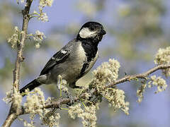 Acacia Tit