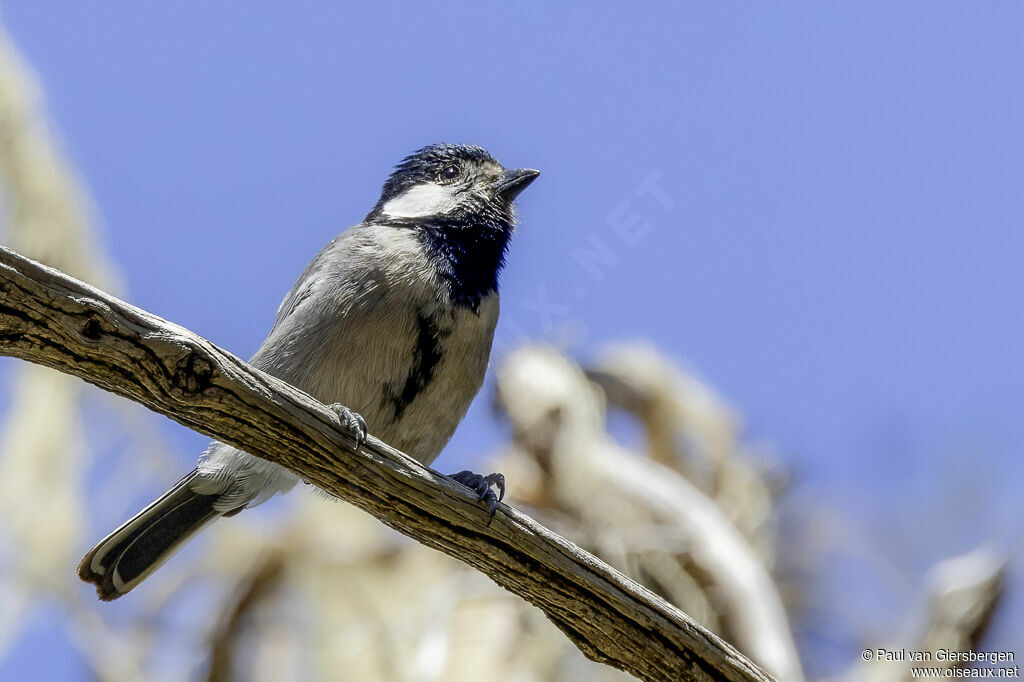 Mésange somalienneadulte
