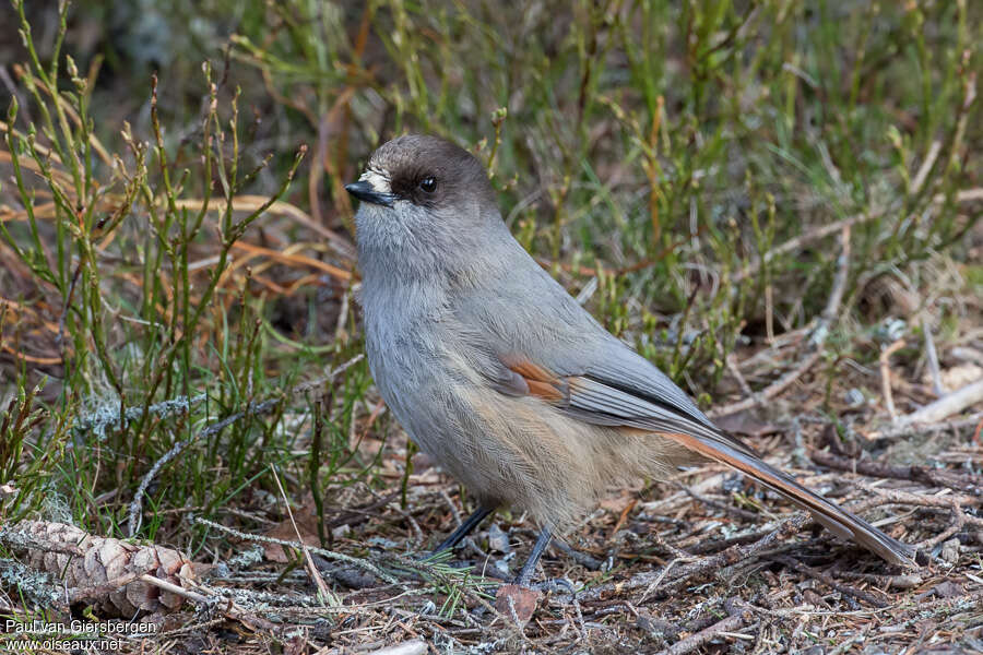 Siberian Jayadult, identification