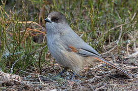 Siberian Jay