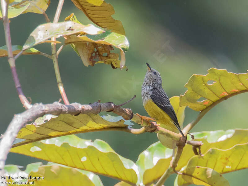 Tit Hyliaadult, Behaviour