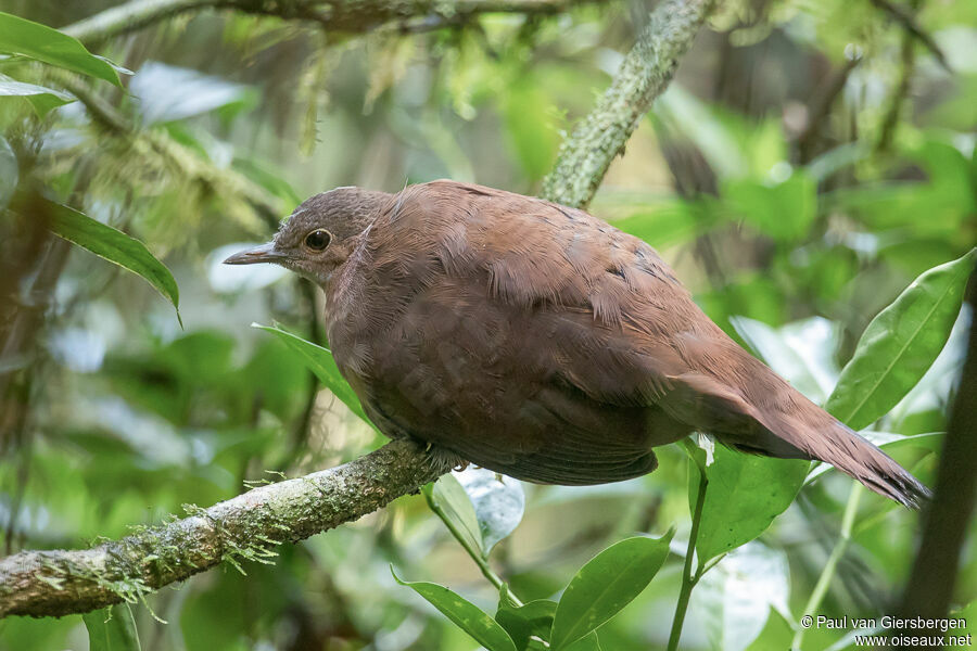 Brown Mesiteadult