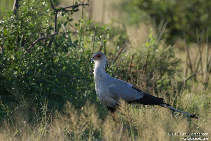 Secretarybird