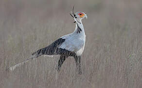 Secretarybird