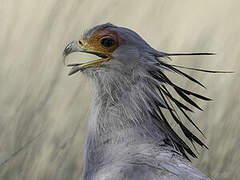 Secretarybird