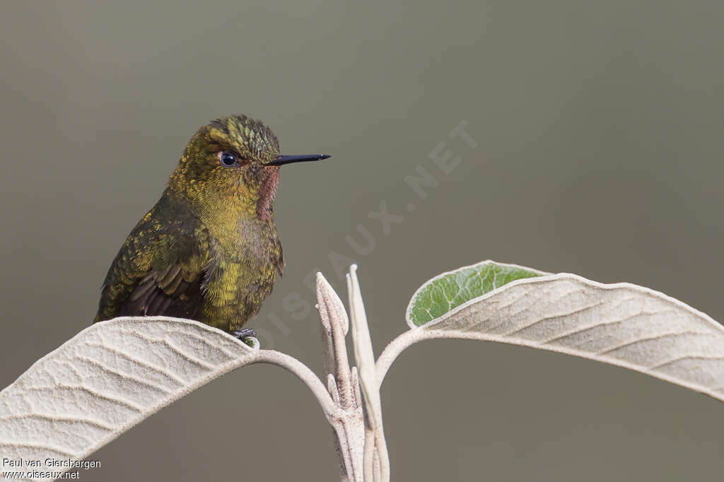 Fiery-throated Metaltailadult, identification