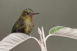 Fiery-throated Metaltail