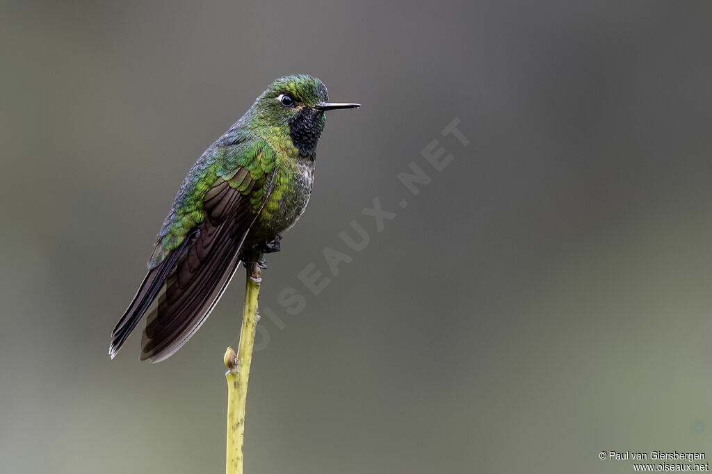 Métallure à queue d'airain