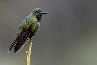 Métallure à queue d'airain