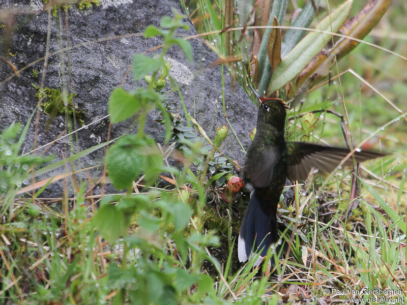 Rainbow-bearded Thornbill