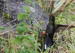 Rainbow-bearded Thornbill