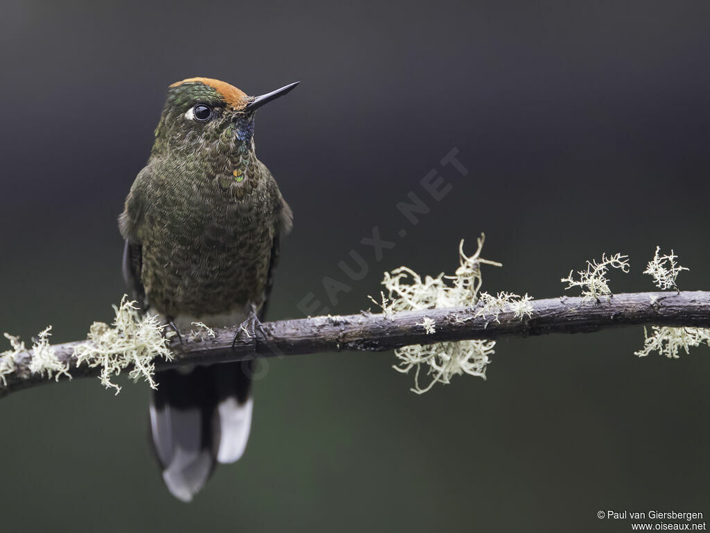 Rainbow-bearded Thornbill male