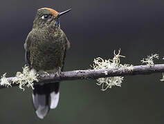 Rainbow-bearded Thornbill