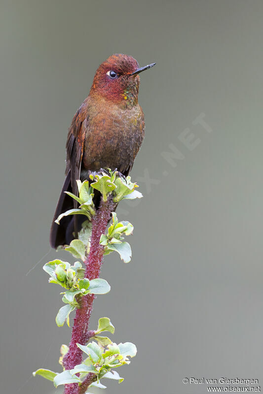 Coppery Metaltailadult