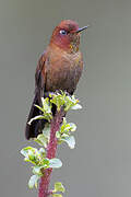 Coppery Metaltail