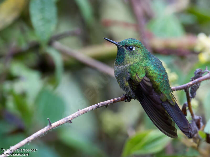 Tyrian Metaltail male adult, identification