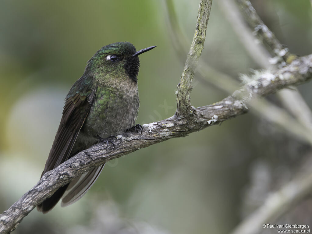 Tyrian Metaltailadult