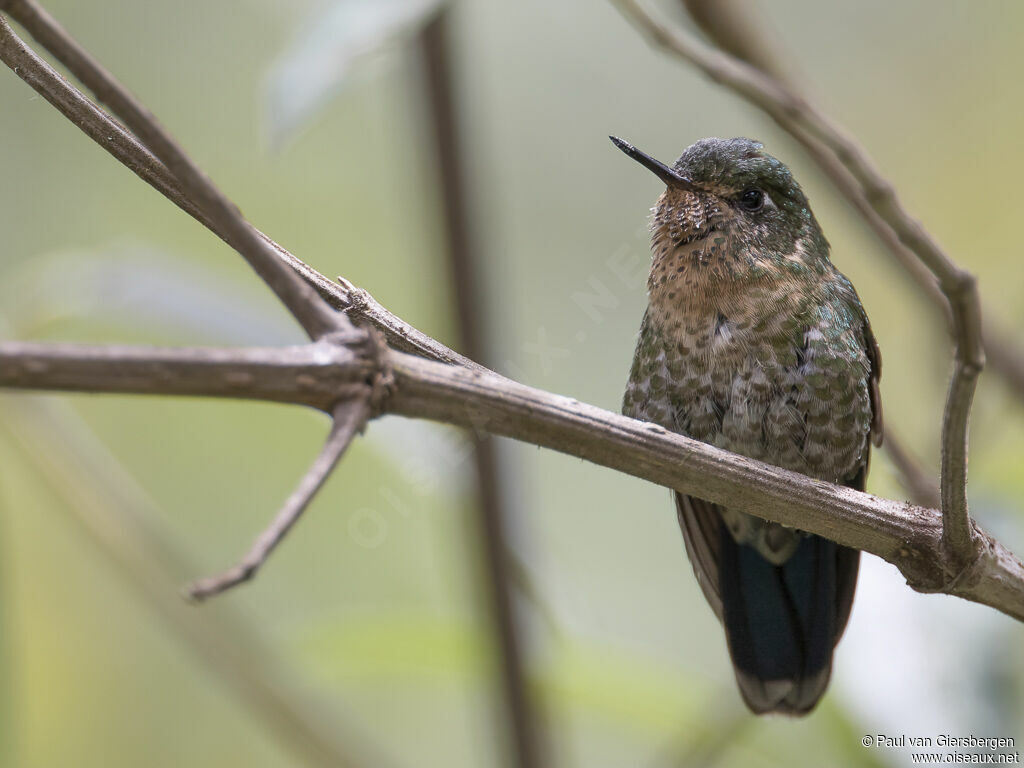 Tyrian Metaltail female adult