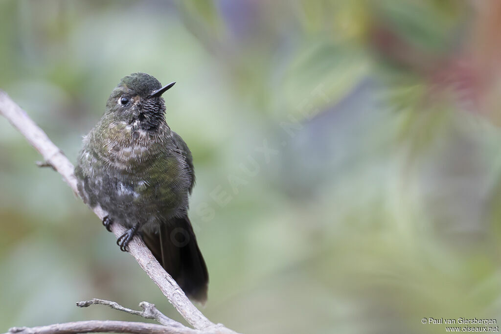 Tyrian Metaltail male adult