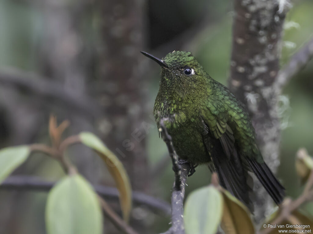 Viridian Metaltailadult