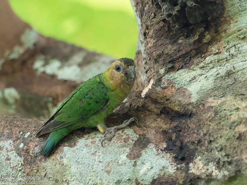 Buff-faced Pygmy Parrot female immature, identification