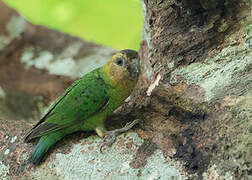 Buff-faced Pygmy Parrot