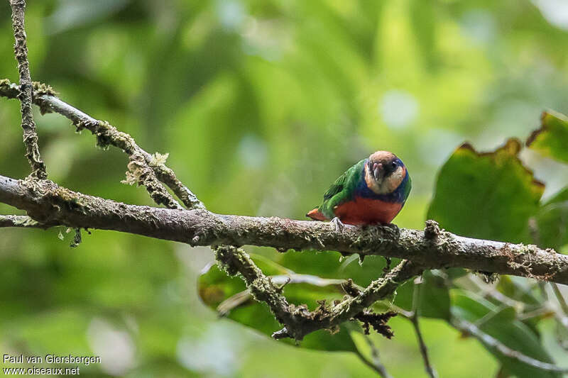 Red-breasted Pygmy Parrotadult