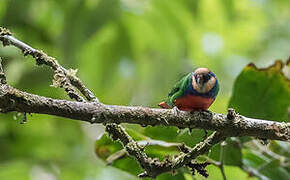 Red-breasted Pygmy Parrot