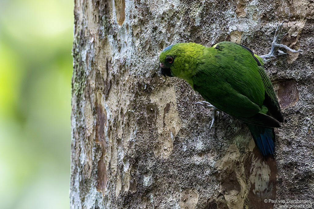 Finsch's Pygmy Parrotadult