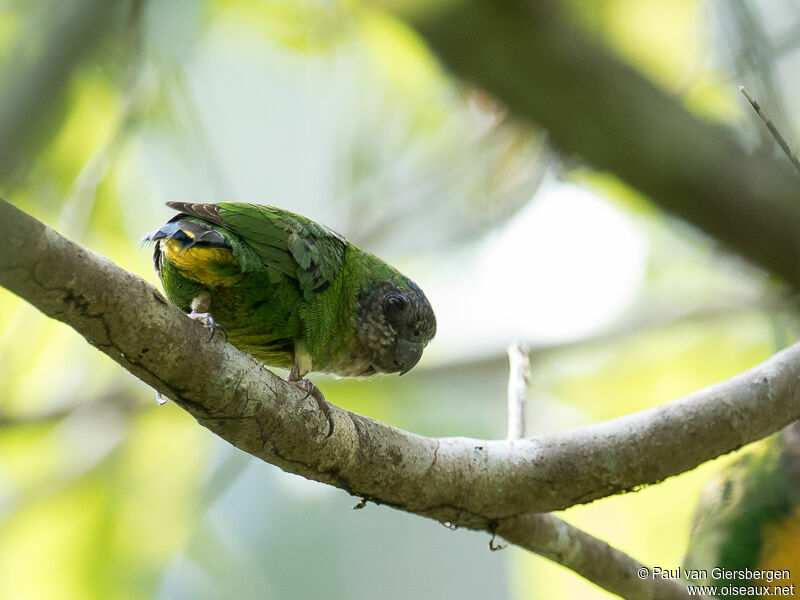Geelvink Pygmy Parrot female adult