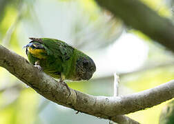 Geelvink Pygmy Parrot