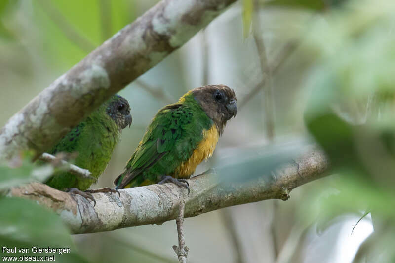 Geelvink Pygmy Parrotadult