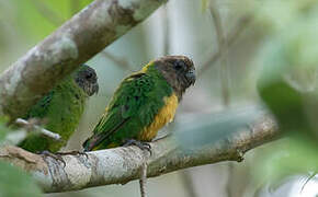 Geelvink Pygmy Parrot