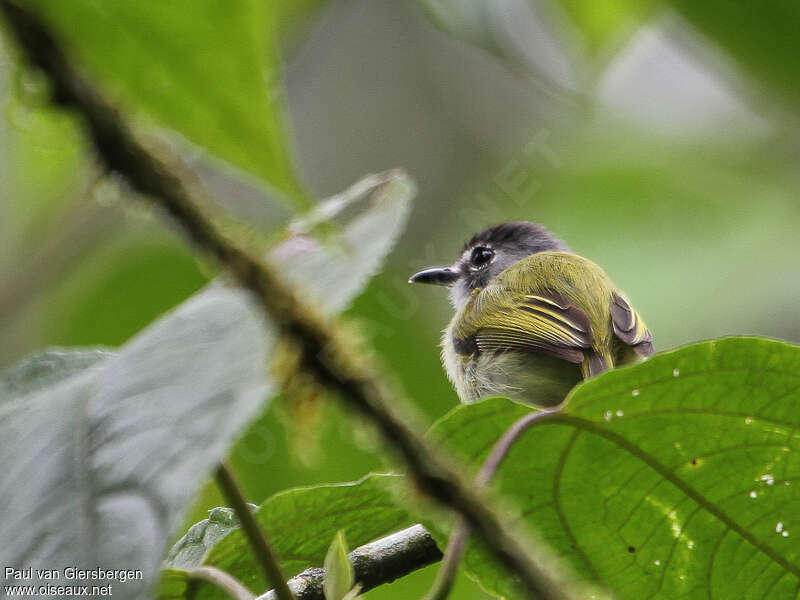 Black-capped Pygmy Tyrantadult, identification