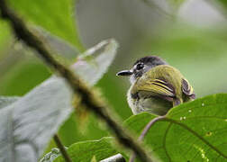 Black-capped Pygmy Tyrant