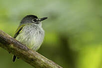 Microtyran à calotte noire