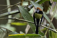 Microtyran à face blanche