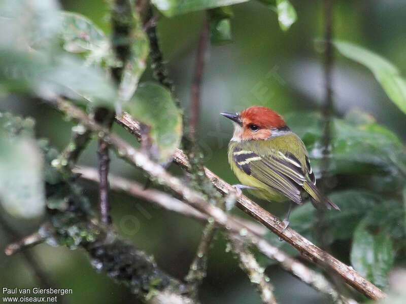 Rufous-crowned Tody-Flycatcheradult, pigmentation